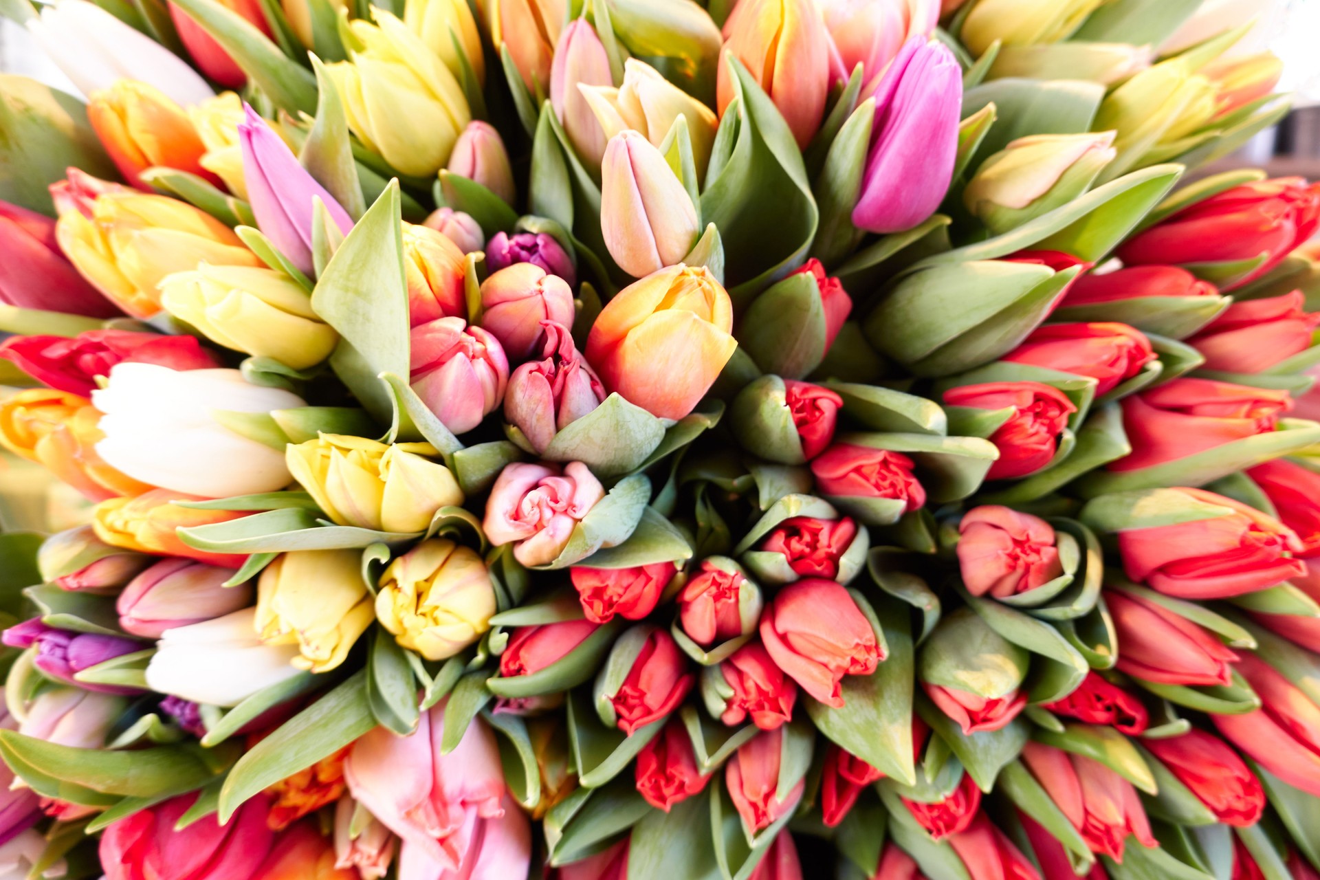 Tulip bouquet from above