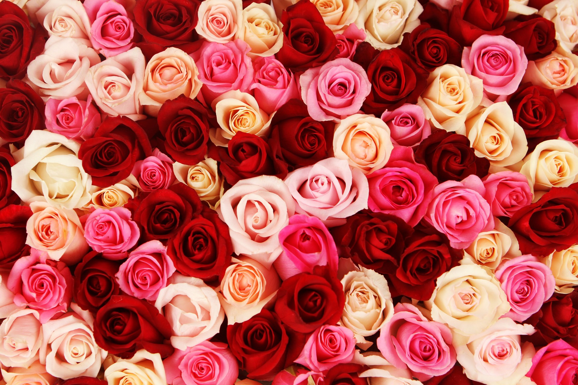 Carpet of Multicolored Roses
